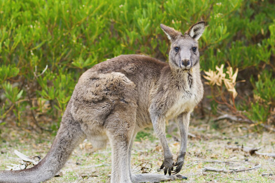Eastern Grey Kangaroo, Wilsons Promontory National Park, Victoria, Australia
