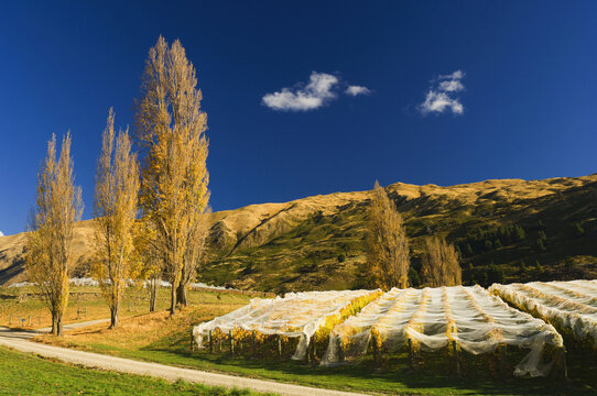 Vineyard, Wanaka, Otago, South Island, New Zealand