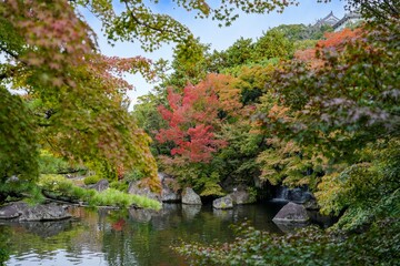 Fototapeta na wymiar 日本庭園で見たカラフルなモミジの紅葉＠兵庫