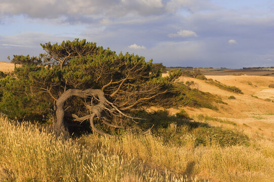 Tree in Field, Lavers Hill, Victoria, Australia