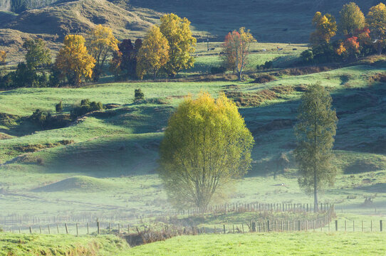 Farmland, Te Kuiti Township, North Island, New Zealand