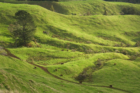 Farmland, Tihiroa, North Island, New Zealand