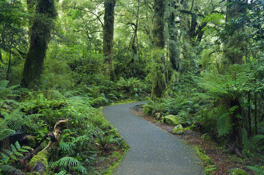 Path, South Westland, South Island, New Zealand
