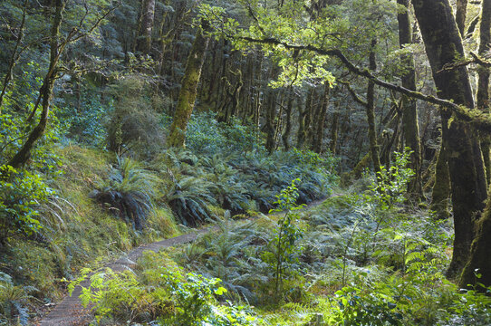 Rainforest, Lewis Pass, South Island, New Zealand