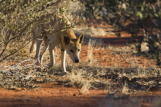 Dingo, Northern Territory, Australia