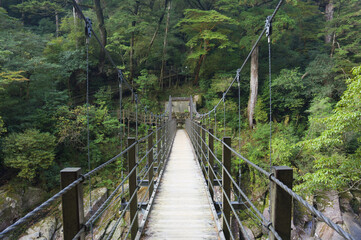 Suspension Bridge, Yakushima, Kyushu, Japan