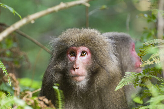 Yakushima Macaques, Yakushima, Kyushu, Japan
