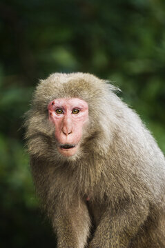 Close-Up of Macaque, Yakushima, Kyushu, Japan