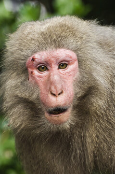 Close-Up of Macaque, Yakushima, Kyushu, Japan