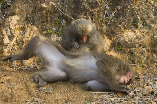 Macaques Grooming, Yakushima, Kyushu, Japan