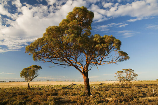 Corrigin, Western Australia, Australia