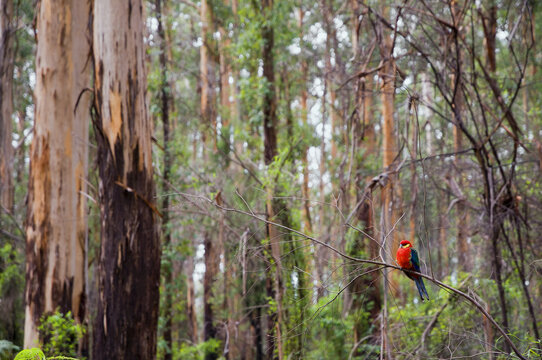 King Parrot, Western Australia, Australia