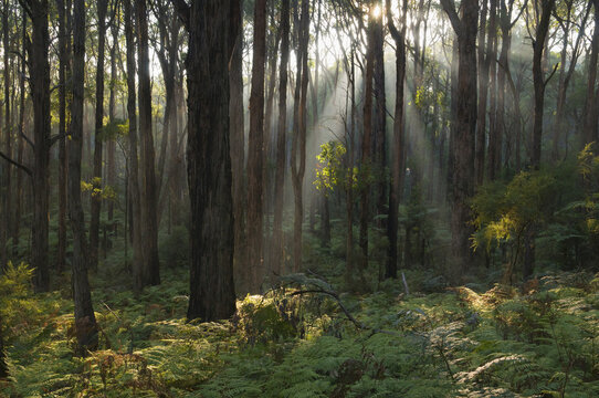 Forest, Yarra Ranges National Park, Victoria, Australia