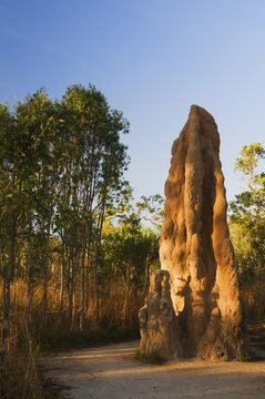 Magnetic Termite Mounts, Litchfield National Park, Northern Territory, Australia