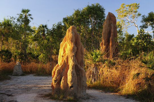Magnetic Termite Mounds, Litchfield National Park, Northern Territory, Australia