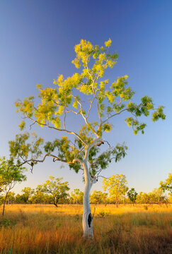 Ghost Gum Tree, Northern Territory, Australia