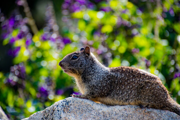 Squirrel in the Park