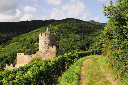 Chateau de Kaysersberg, Kaysersberg, Haut-Rhin, Alsace, France