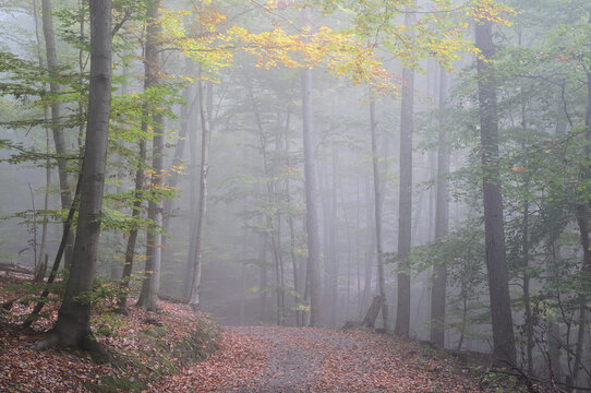 Walkway through Forest, Reichenbach, Odenwald, Hesse, Germany