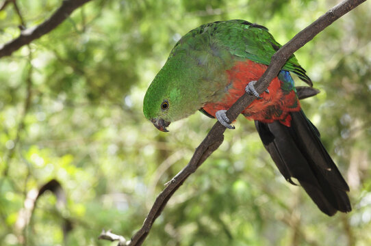 Australian King Parrot, Dandenong Ranges National Park, Victoria, Australia