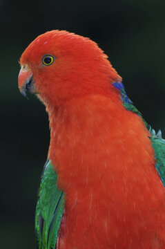 Australian King Parrot, Dandenong Ranges National Park, Victoria, Australia