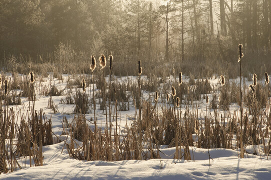 Schwenninger Moos in Winter, Baden-Wurttemberg, Germany