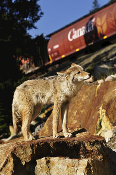 Coyote, Jasper National Park, Alberta, Canada
