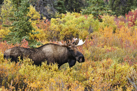 Bull Moose in Autumn, Denali National Park, Alaska, USA