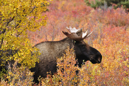 Bull Moose in Autumn, Denali National Park, Alaska, USA