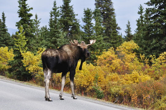 Bull Moose Crossing the Road, Denali National Park, Alaska, USA