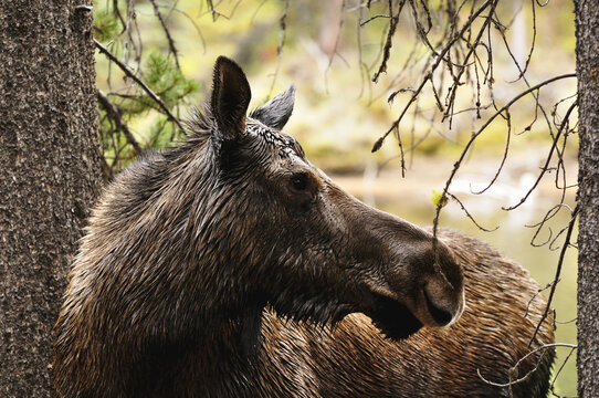 Moose, Jasper National Park, Alberta, Canada