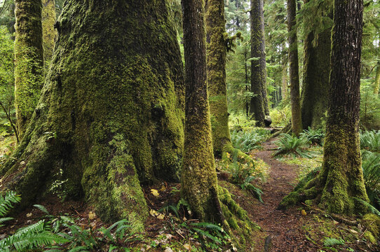 Old Growth Rainforest, Carmanah Walbran Provincial Park, Vancouver Island, British Columbia, Canada