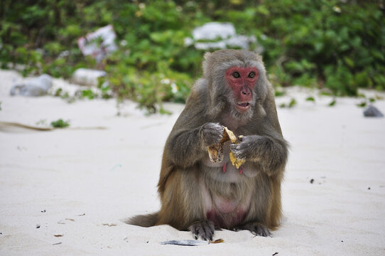 Monkey, Monkey Island, Halong Bay, Quang Ninh Province, Vietnam