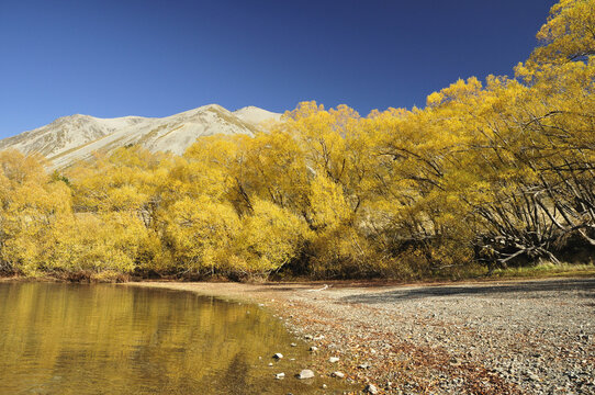 Willow trees, Lake Pearson, Canterbury High Country, South Island, New Zealand
