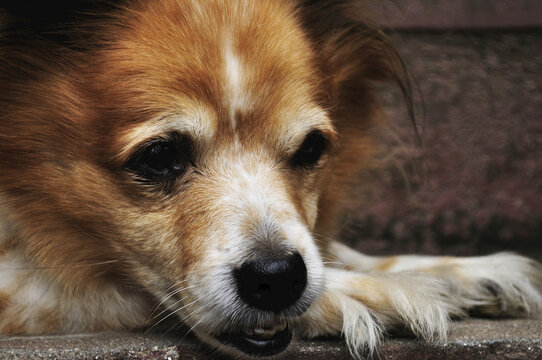 Dog, Bhaktapur, Bhaktapur District, Bagmati, Madhyamanchal, Nepal