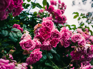 Obraz premium pink roses in the garden