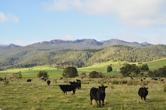 Farmland and Ben Lomond, Upper Blessington, Tasmania, Australia