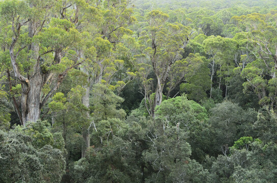 Temperate Rainforest, Tarkine, Arthur Pieman Conservation Area, Tasmania, Australia