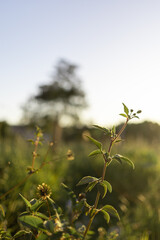 grass at sunset