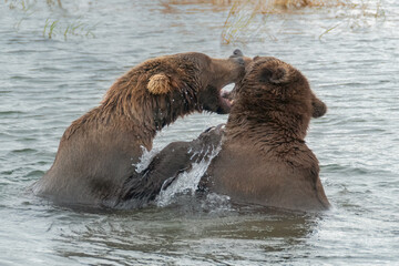 Brown Bears Fighting in Brooks River, Katmai Natinal Park, Alaska