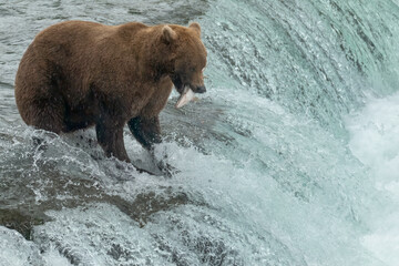 Brown Bear Catching a Salmon, Brooks Falls, Katmai National Park, Alaska	