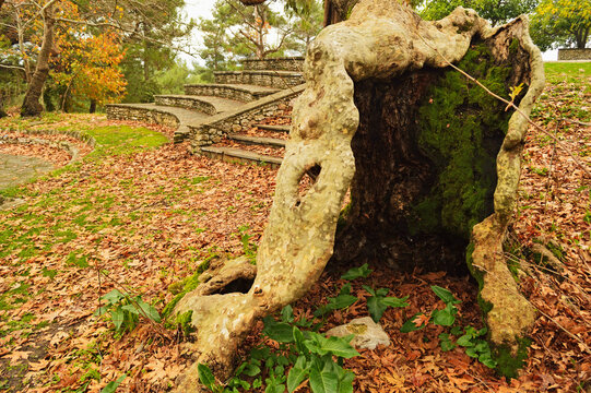 Old Plane tree, Profitis Ilias, Rhodes, Dodecanese, Aegean Sea, Greece, Europe