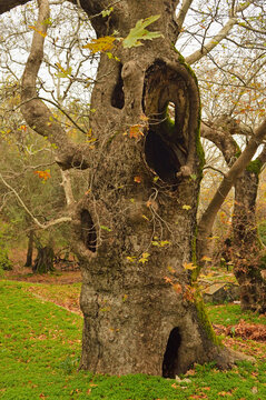 Old Plane tree, Profitis Ilias, Rhodes, Dodecanese, Aegean Sea, Greece, Europe