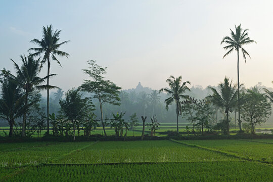 Rice Field and Borobodur in the distance, Kedu Plain, Java, Indonesia