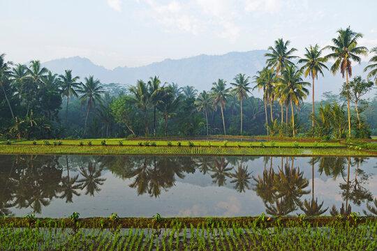 Rice Field near Borobodur, Kedu Plain, Java, Indonesia