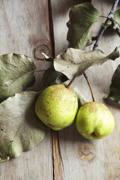 Pears on Branch