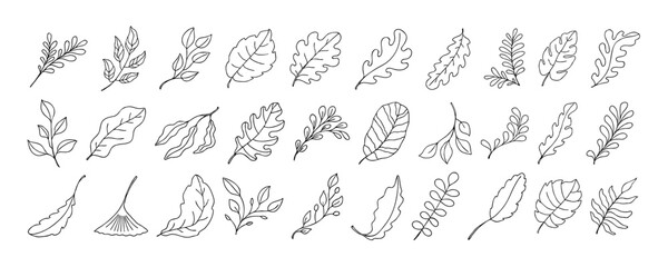 Leaves vector sketch set. Hand drawn decorative elements