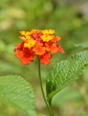 Beautiful cariaquito flower