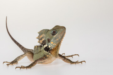 Boyds Forest Dragon (Lophosaurus boydii) on a white background.	