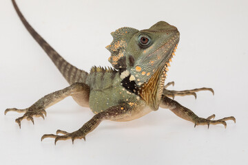 Boyds Forest Dragon (Lophosaurus boydii).	